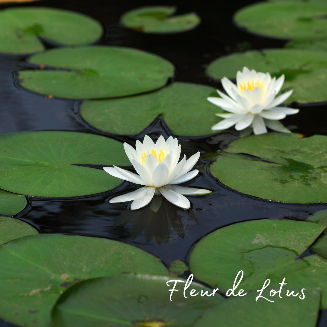Bougie fleur de lotus, senteur florale apaisante
