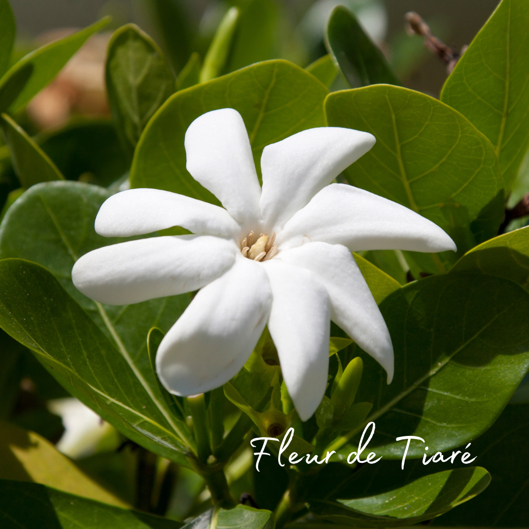 Bougie senteur fleur de tiaré, cire végétale de soja.